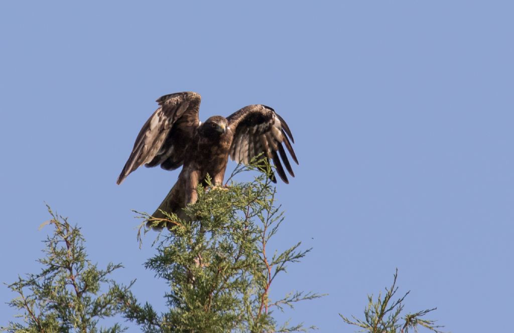 Aquila minore (Hieraaetus pennatus), morfismo scuro